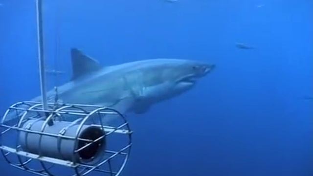 Killer Sharks!! смотреть онлайн