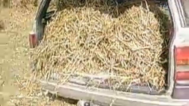 Опель Астра. Нам не нужны трактора, возим сено так)) смотреть онлайн