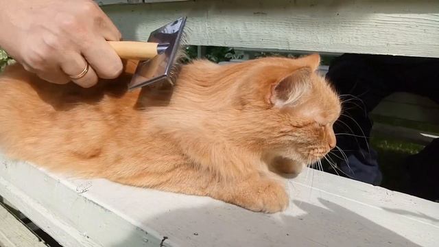 Наш рыжий кот. смотреть онлайн