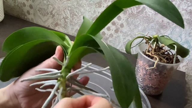 ПОДАРИЛИ ДВЕ РЕДКИЕ ОРХИДЕИ БАБОЧКИ.???Полив и омоложение новых подаренных орхидей бабочек.??? смотреть онлайн