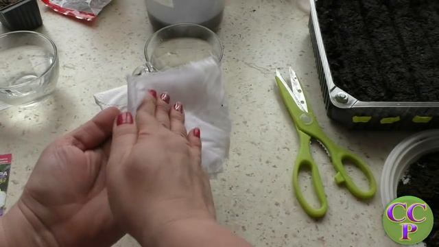 Посев астры. Пробуем разбудить семена. Эксперимент смотреть онлайн