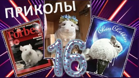 Лучшие приколы про ШИНШИЛЛ! Смешные ШИНШИЛЛЫ! Funny Chinchillas❤#16