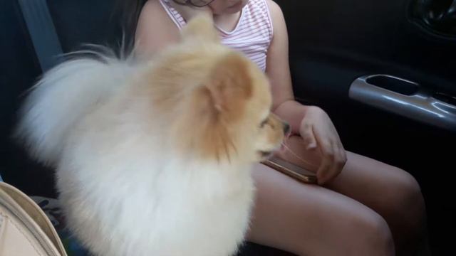 Шпиц поёт смотреть онлайн