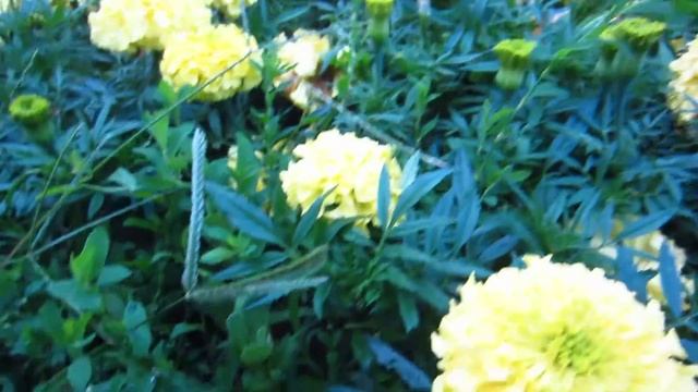 Canon IXUS 220 HS - Full HD Sample Video смотреть онлайн