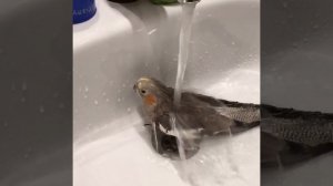 Попугай карела