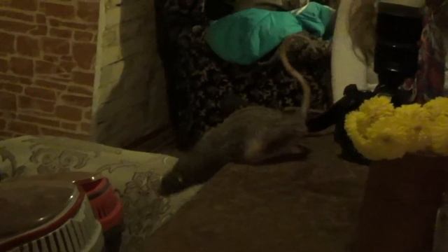 Крыс Йося держит хвост вопросительным знаком! / Rat Yosya holding his tail shaped as a question mar смотреть онлайн