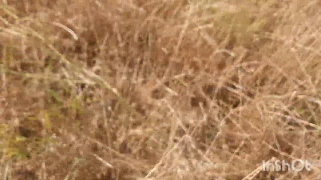коп монет с гарретт ат макс или как мне люлей дали смотреть онлайн
