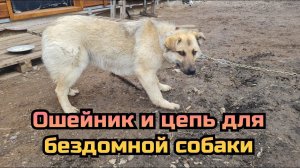 Как одевали ошейник и цепь бездомной собаке