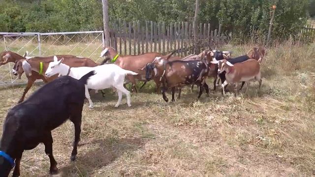 Нубийская дойная козочка у меня в хозяйстве! смотреть онлайн