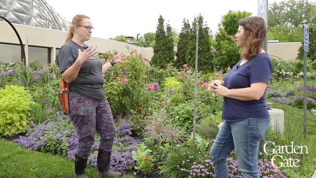 💜 Amazing Alliums! 💜