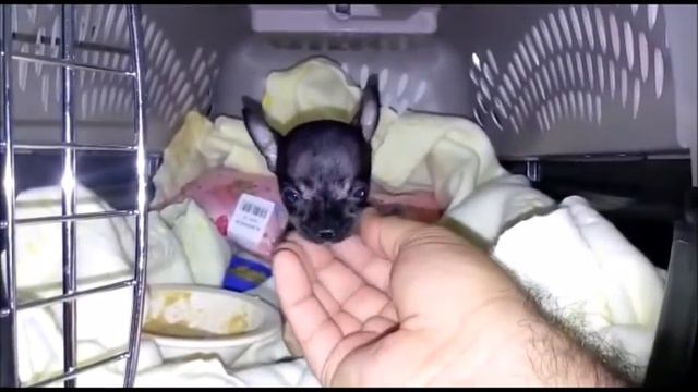 Enviando un Chihuahua Micro Bolsillo a Aguascalientes por Aeromexico Cargo смотреть онлайн