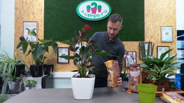 пересадка Антуриума в грунт Zeoflora и кашпо Lechuza , полив и уход за Антуриумом дома