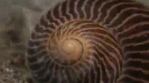 Последовательность Фибоначчи