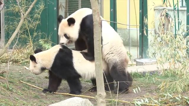 Panda Animals Mating#Панда Спаривание животных смотреть онлайн