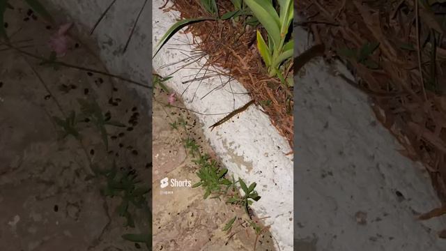 Сороконожка. В руки взяли бы? 😅