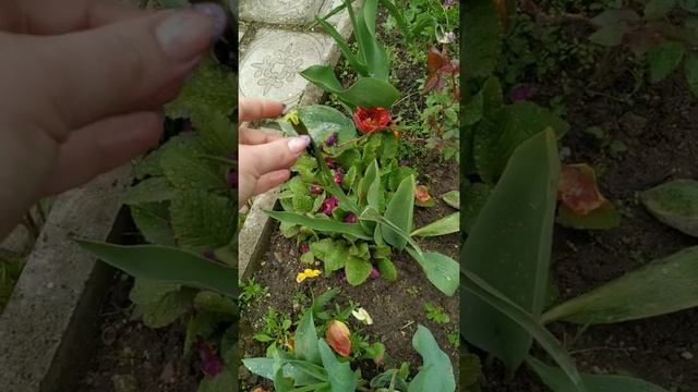 как вырастить тюльпан ? с большим бутоном. что нужно сделать что бы бутон был большой #shorts смотреть онлайн