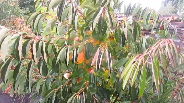 Хурма. Урожай на 5год. смотреть онлайн