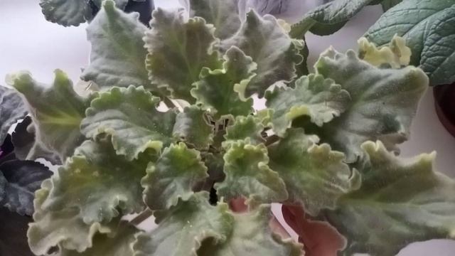 ЧТО Я ДЕЛАЮ ЧТОБЫ ЦВЕЛИ ФИАЛКИ !ПОЧЕМУ ФИАЛКА НЕ ЦВЕТЕТ! ОСЕННИЕ ЦВЕТЕНИЕ ! смотреть онлайн