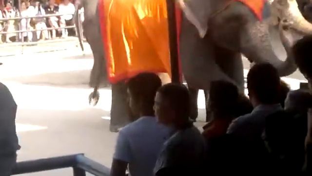 Цирк слонов в Таиланде смотреть онлайн