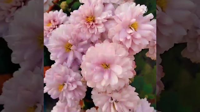 beautiful baby pink colour Chrysanthemum | guldaudi from my terrace garden смотреть онлайн