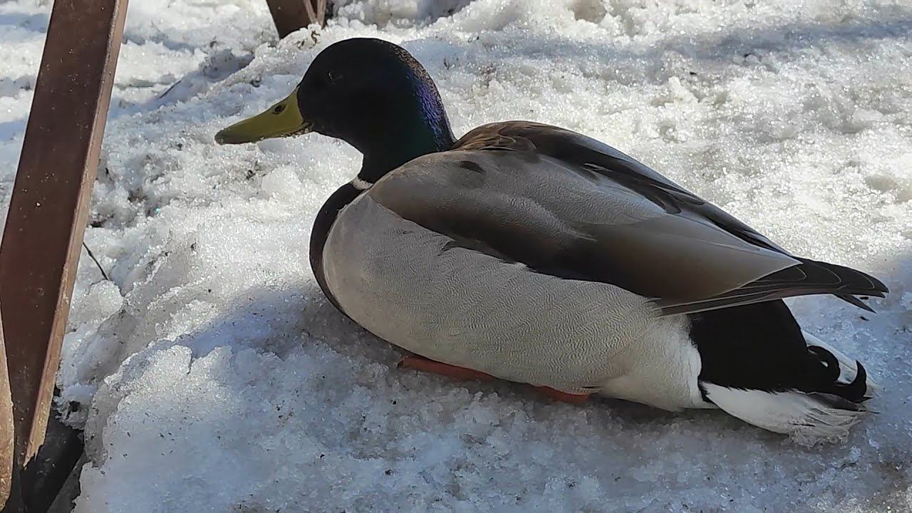 Уточки - зимовка (29.03.2024) смотреть онлайн