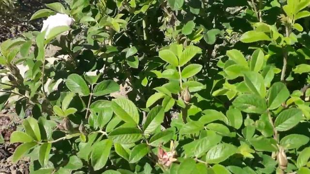 Роза канадская Луиза Багнет. смотреть онлайн