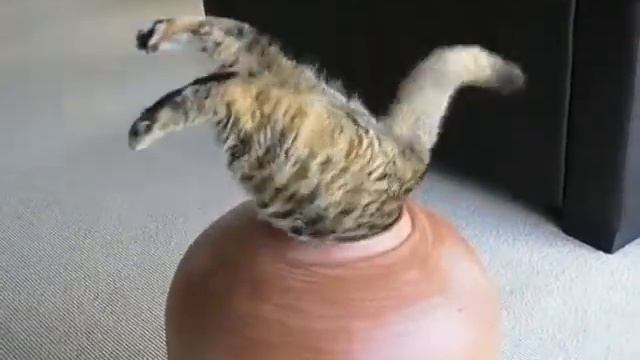 Кот толстопуз застрял в кувшине, смотреть онлайн