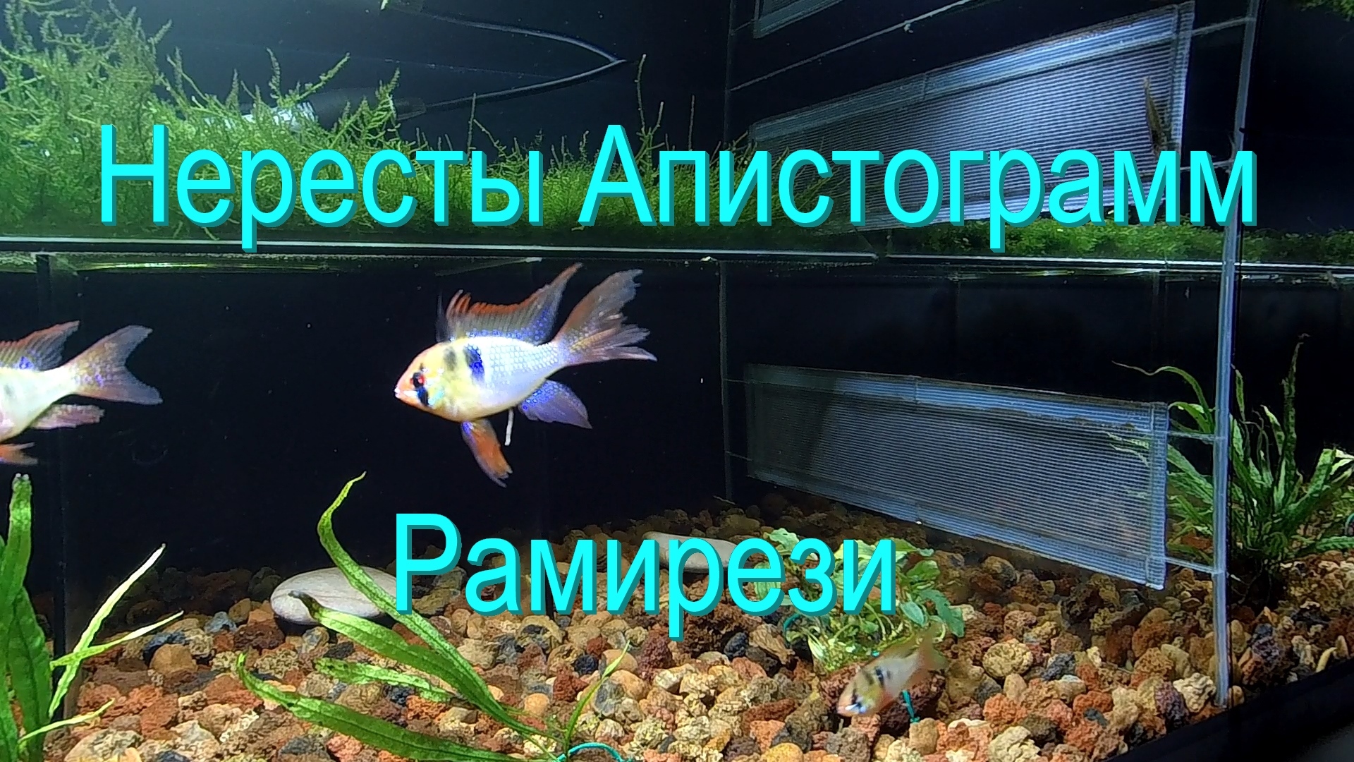 Нересты Апистограмм Рамирези