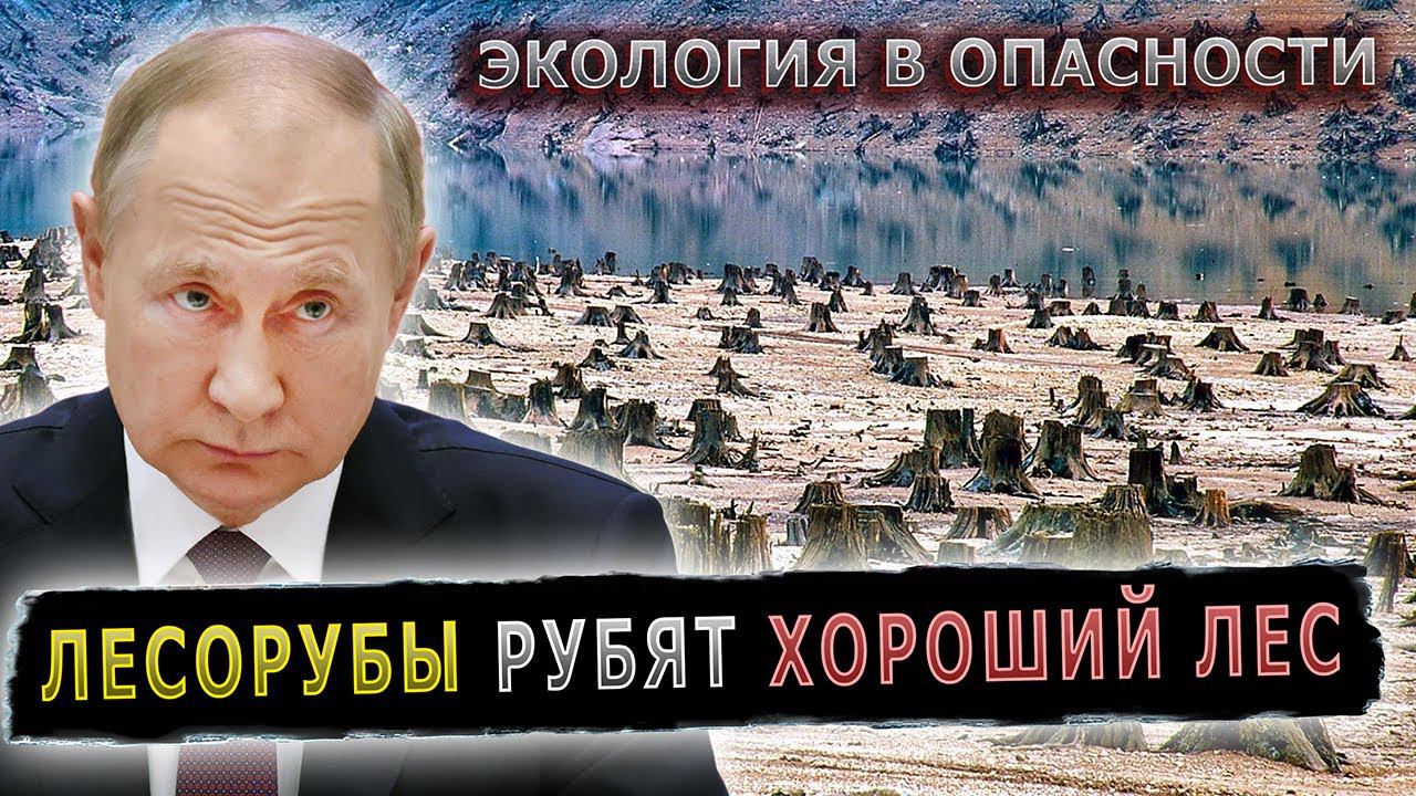 НЕЗАКОННЫЕ ВЫРУБКИ ПРЯМО ПОД НОСОМ КРЕМЛЯ #пранк #пранки #лес #лесорубы #вырубка