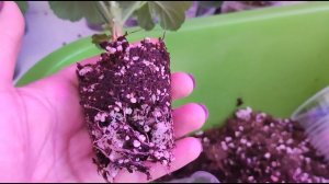 СЕКРЕТ МОЩНОЙ КОРНЕВОЙ НА ЧЕРЕНКАХ ПЕЛАРГОНИИ! БЕШЕННЫЙ РОСТ КОРНЕВОЙ У ГЕРАНИ ОБЕСПЕЧЕН!