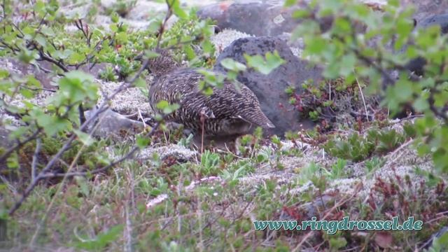 Alpenschneehuhn, Rjúpa, Rock ptarmigan, (Lagopus muta) смотреть онлайн