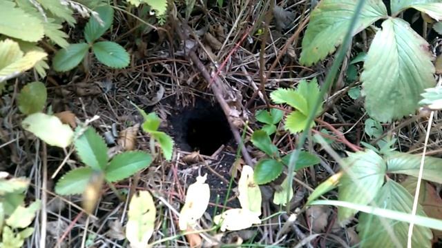 гнездо земляных ос