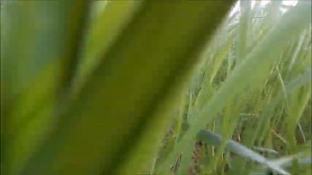 Удачи вам на выбранном пути! Бая Че Доктор Натуропатии смотреть онлайн