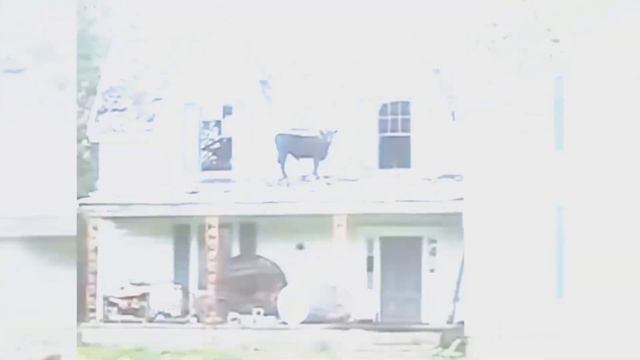 6 животных которые спасены из самых странных мест!