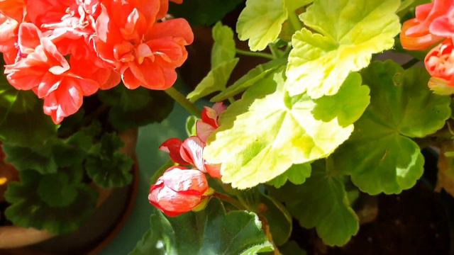 2021년 02월 04일 제라늄꽃밭 Pelargonium Garden, Geranium. смотреть онлайн