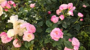 Роза Констанц Роза Принцесса Астрид Бельгийская Роза Сурир де Довиль