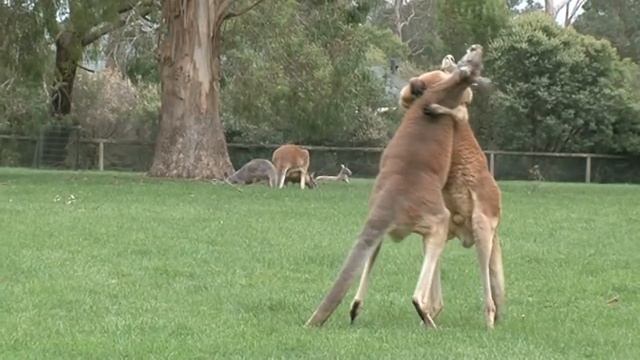 Kick Boxing Kangaroos смотреть онлайн