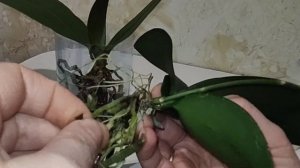 ЦВЕТУЩАЯ ОРХИДЕЯ Mini Mark С ГНИЛЫМИ КОРНЯМИ / Как применять Метронидазол