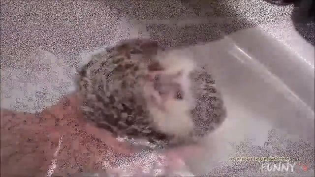Смешные Ежики! Подборка! смотреть онлайн