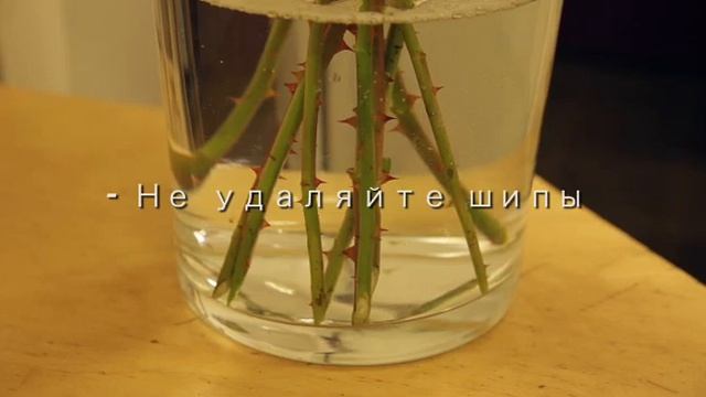 Chrysal и уход за срезанными цветами смотреть онлайн