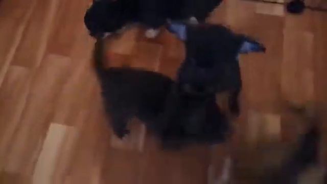 щенки чихуахуа санта софия, цветных колоров 7 ролик смотреть онлайн