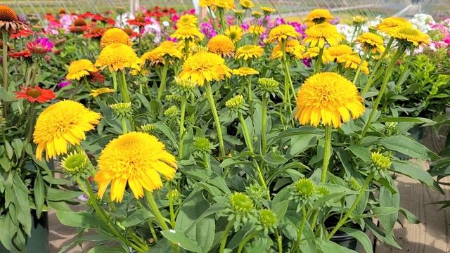 Echinacea Cara Mia™ Yellow (Coneflower)//BRILLIANT Yellow Flowers? With LARGE, Fluffy Cones of Colo смотреть онлайн