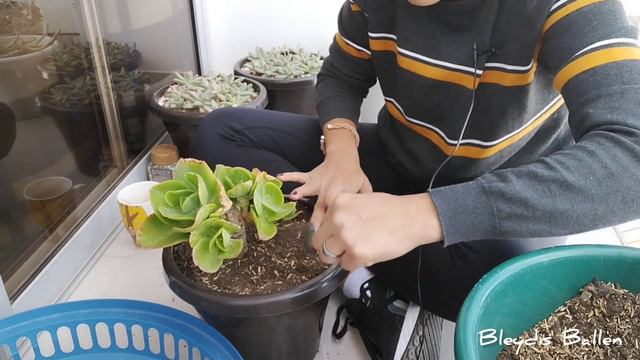 DIA 3... Cómo realizar MANTENIMIENTO a la suculenta a ECHEVERIA PALLIDA? cuidados, temperatura... 💚 смотреть онлайн