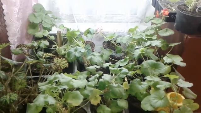 Снег, морозы, зима и мои растения. смотреть онлайн