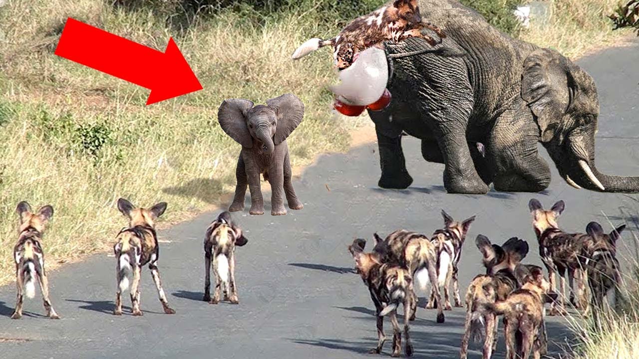 Самые Удивительные Роды у Животных смотреть онлайн