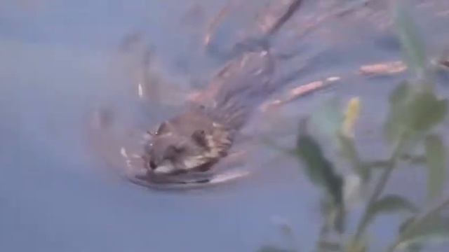 зимовка бобров смотреть онлайн