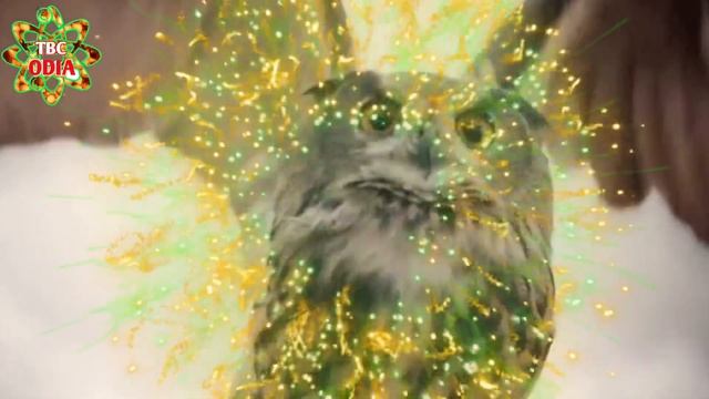 ପେଚା ଦ୍ବାରା କରନ୍ତୁ ବଶୀକରଣ | ullu tantra | ullu tantra mohini | odia vashikaran | vashikaran mantra смотреть онлайн