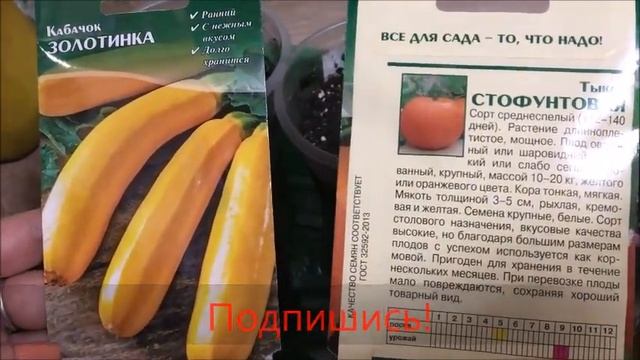 Секреты посадки кабачка и тыквы. Разберемся как садить кабачек и тыкву на рассаду. смотреть онлайн