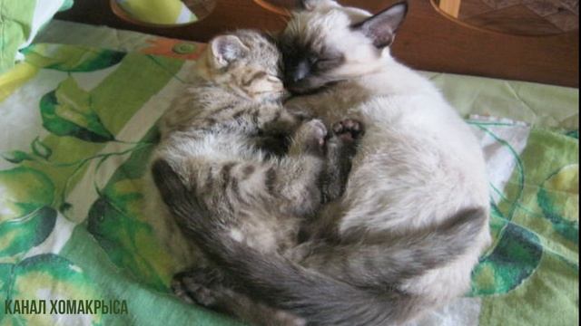 Усыпляющая музыка для кошек, котов и котят с мурчанием ! Расслабляющая кошачья музыка колыбельная смотреть онлайн