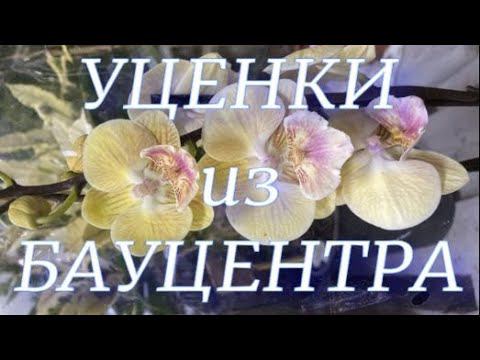 Пересадка уценённых орхидей из Бауцентра